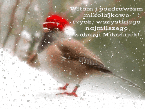 Piękny ptaszek z życzeniami na mikołajki